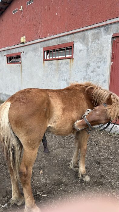 Продам Жеребец - тяж. Очень хороший