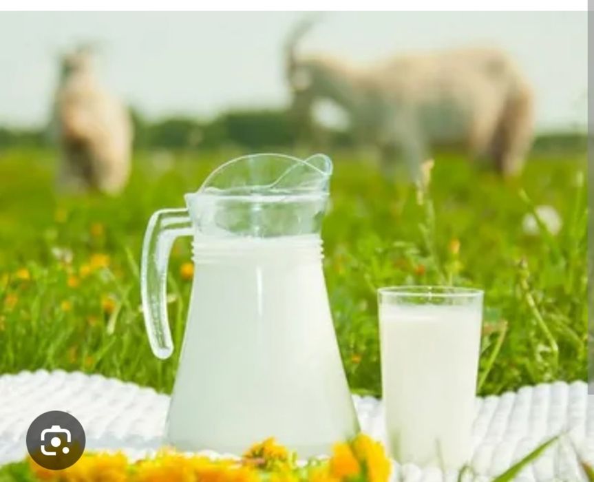 Козье молоко - продукты питания