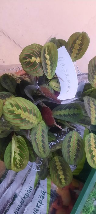 Комнатные растения