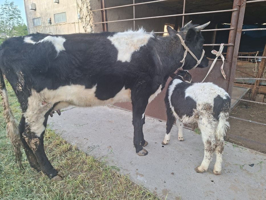 Бұзаулы сиыр сатылады