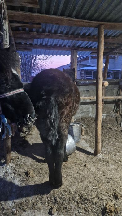 1 жасар тай сатылады