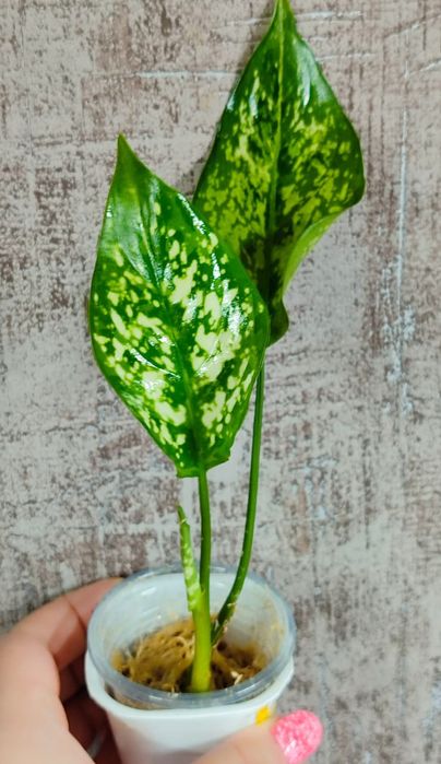 Аглаонема разных сортов