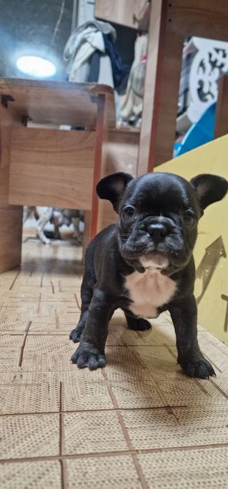 Французский бульдог