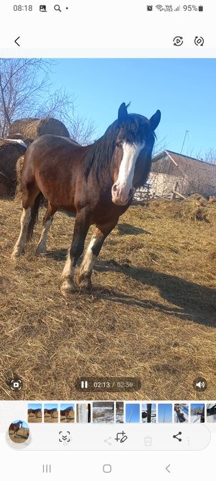 Продам жеребца возрост 7 лет