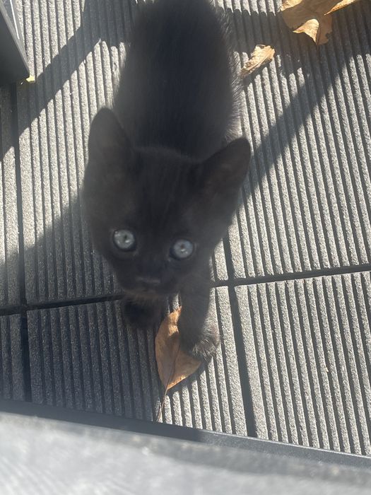 Pisicuta pt adoptie