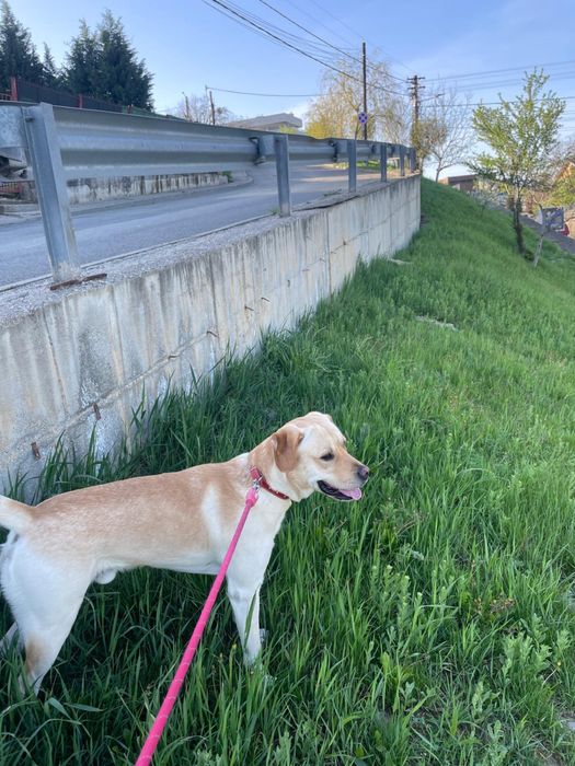 Pet sitter/ingrijitor animale/bone pentru animale