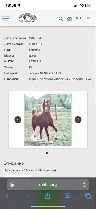 Араб айғыр сатылады. Бағасын келісеміз