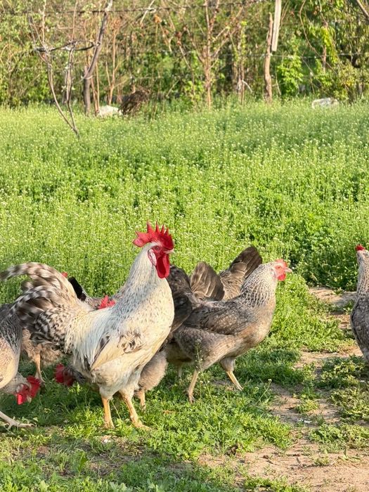 Барковская барвистая