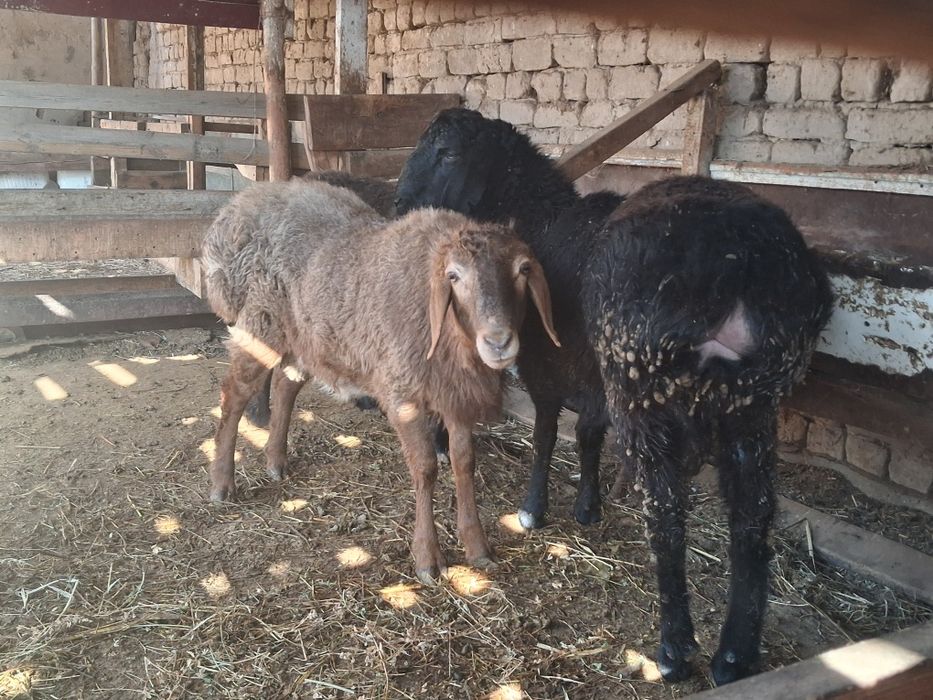 Тоқты Қошқарлар бар