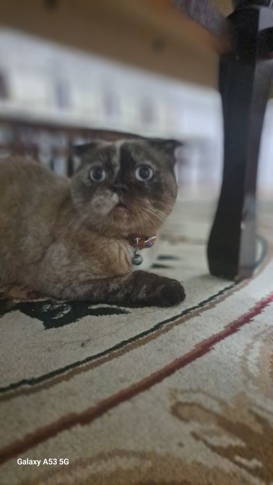 1.5 yosh qiz bola sog'lom