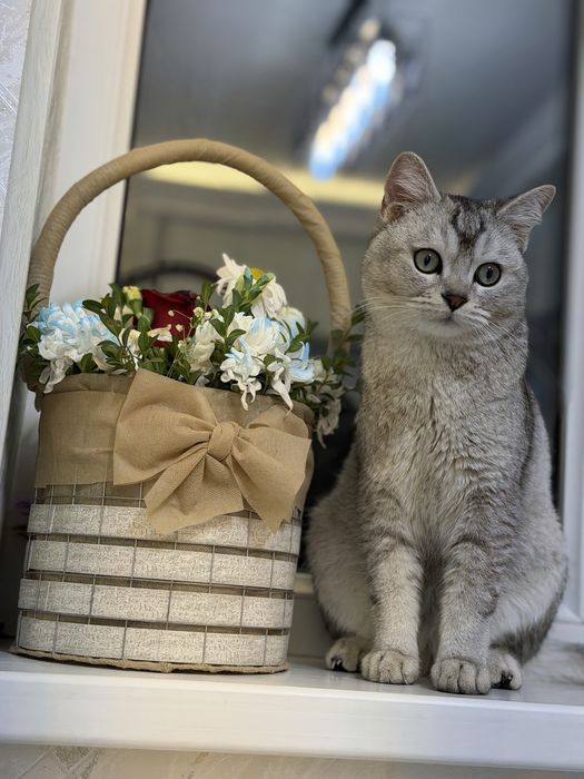 Brtaniskiy shishila viyaskaga