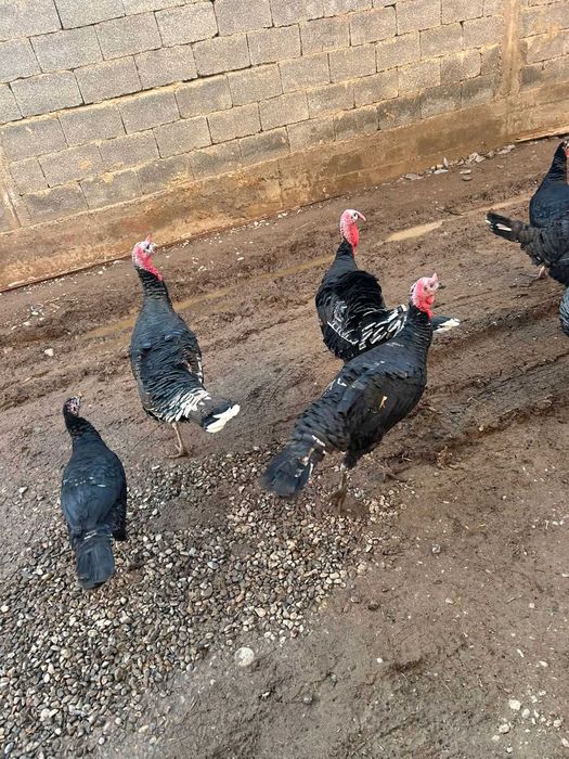 взрослые готовые