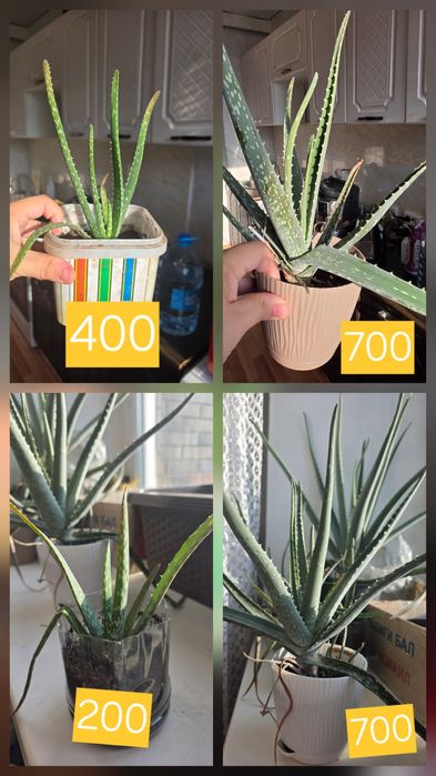 Продам алоэ вера