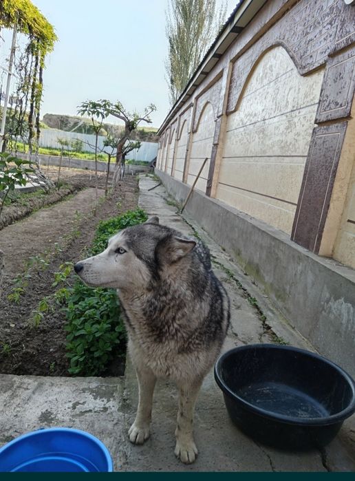 haski toza qon tekin