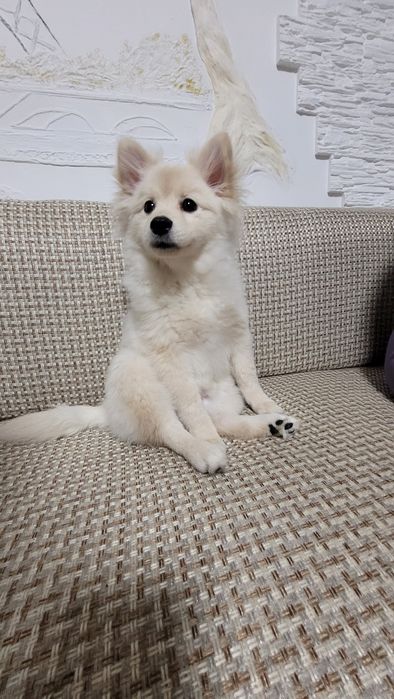 Щенок, немецкий шпиу