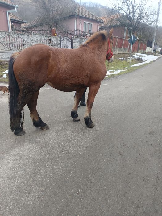 Mânză de 2 ani jumate vând sau schimb cu vaci sau juninci