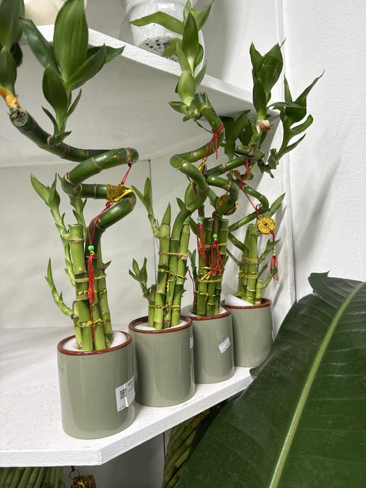 Бамбук денежный в горшке