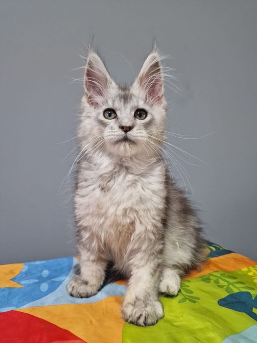 Котята Мейн кун гиганты