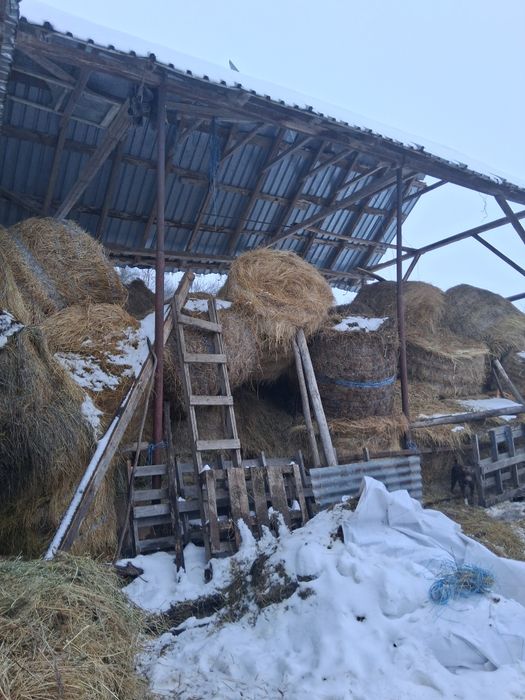 Vând baloti mari de lutarna