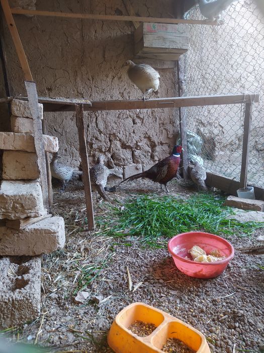 Kavkaz qirg'ovul makiyonlari sotiladi