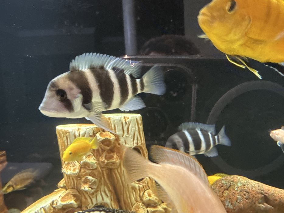 Продам африканских цихлидов озера Таньганьика Фронтозы