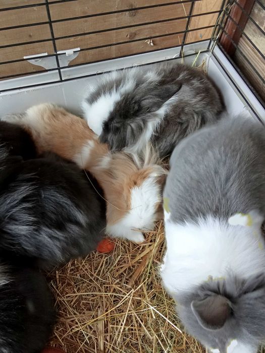 Iepurașii cap de leu