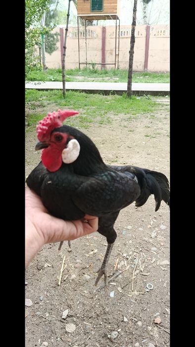 Xoʻroz sotiladi boliwi 250 min