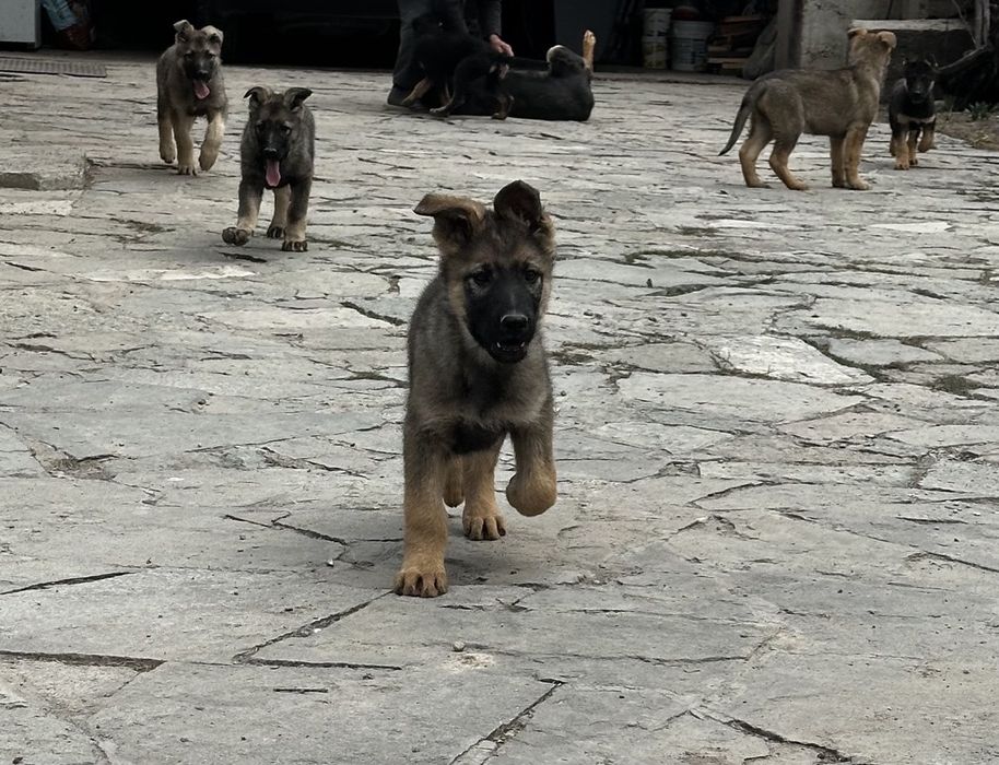 Продажа щенков ВЕО
