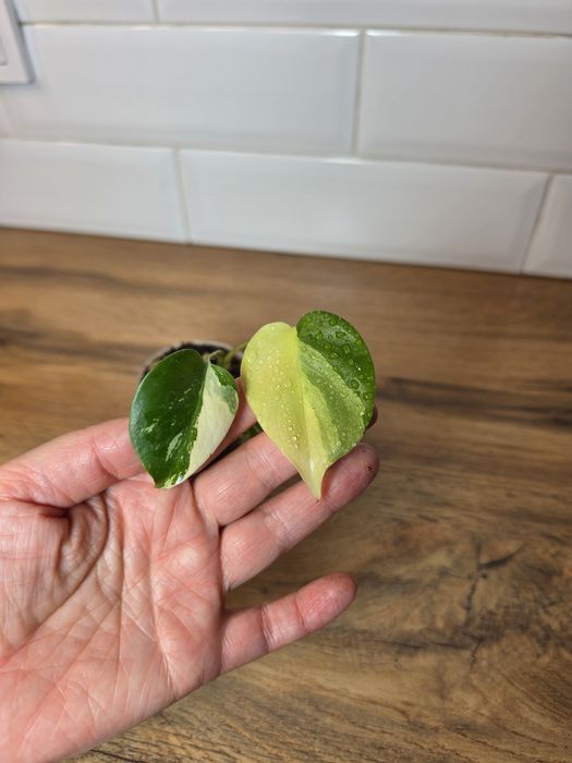 Монстера крем чиз (Monstera 'Cream Cheese')
