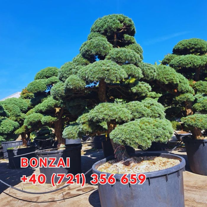 Brazi tuia maslini palmieri pohtinia bosai spirale magnoli arțari etc