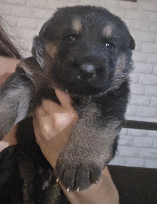 Продам щенка немецкой овчарки