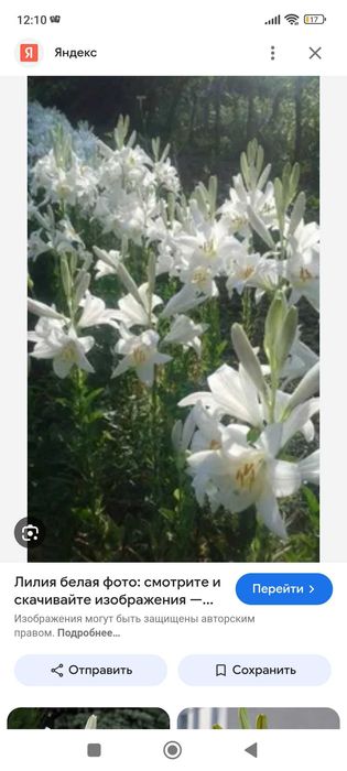 Продается луковицы лилии