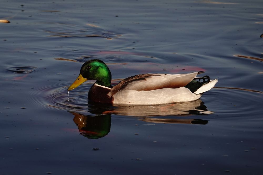 Фотоаппарат SONY RX100 M6