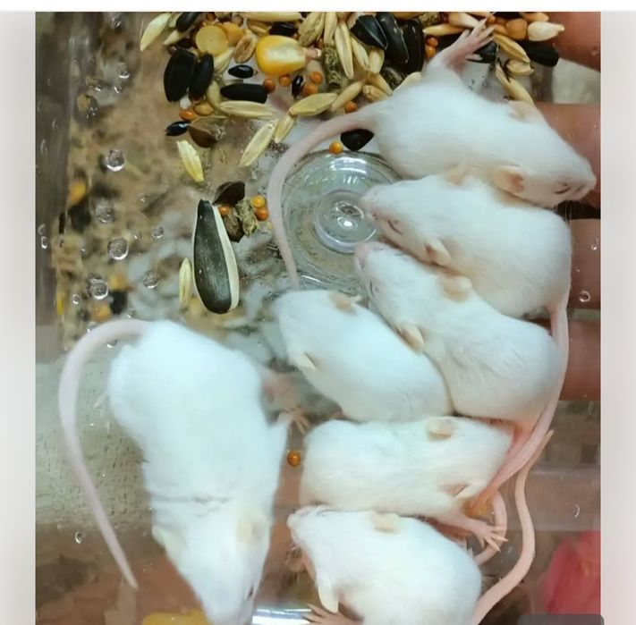 Мышки белые лабораторные