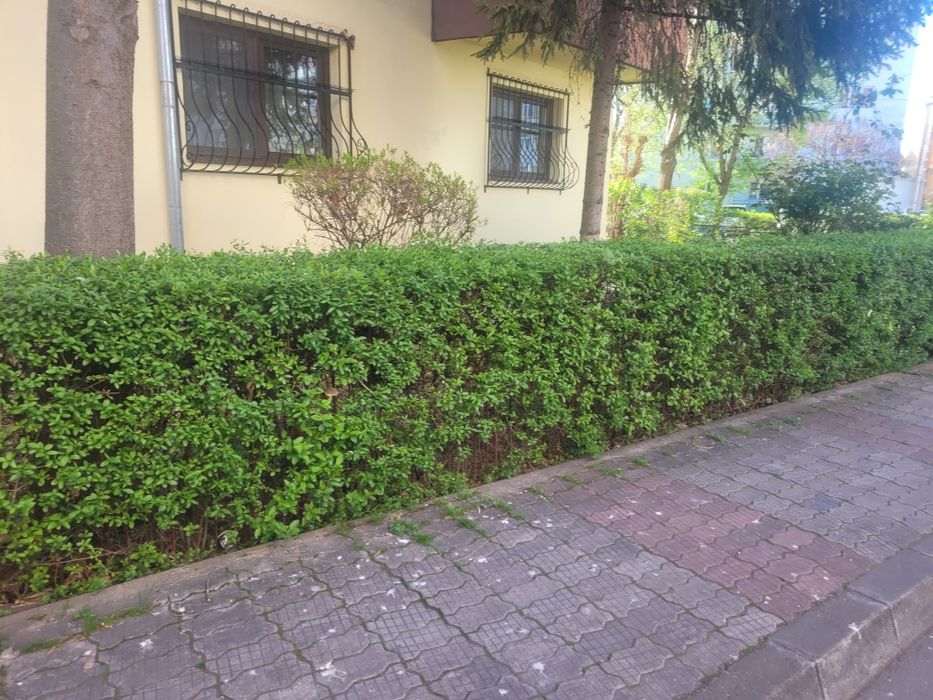 Gard viu Lemn cainesc ( ligustrum vulgare )