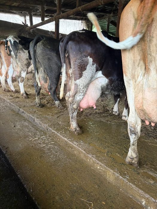 Vând vaci gestante și cu lapte