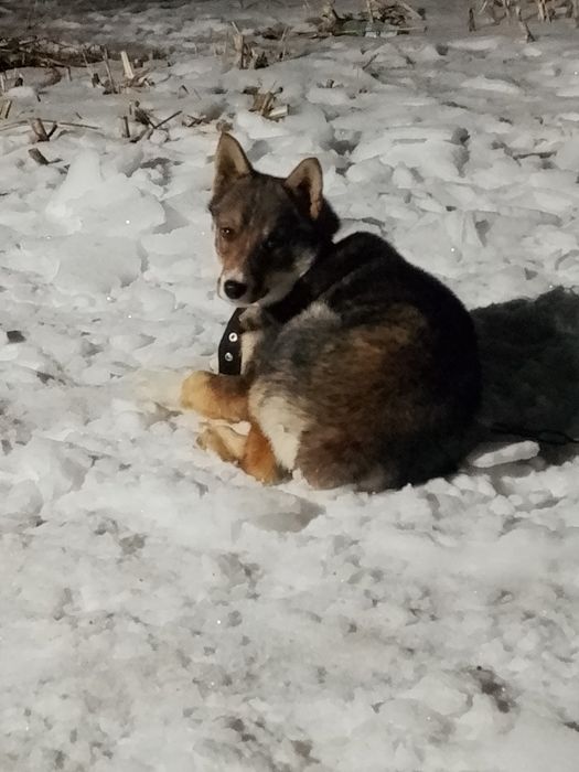 Продам лайку 3,5 месяца