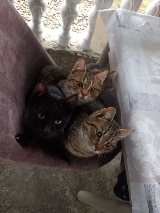 Donez pisicute rasa comuna