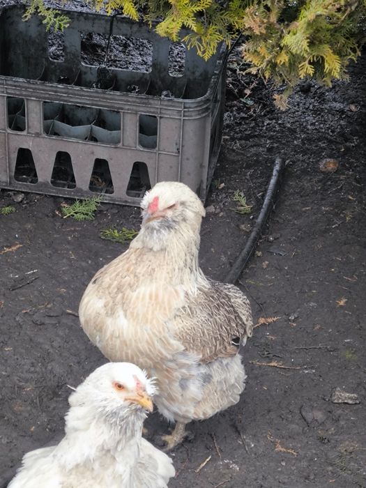 Vând 2 plus 1 araucana