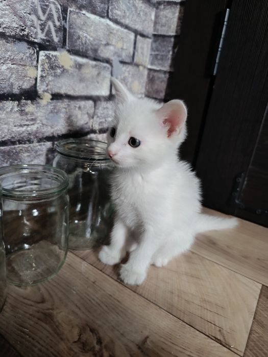 Котята крысыловы отдам бесплатно