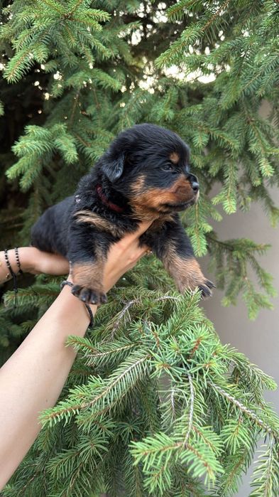 Pui Rottweiler cu pedigree