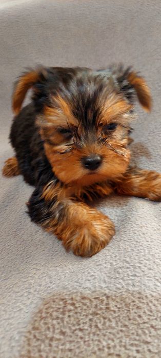 Yorkshire Terrier mini 5 luni