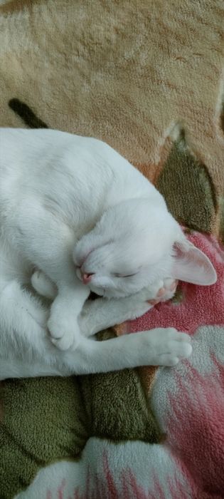 Отдадим в добрые руки кошку