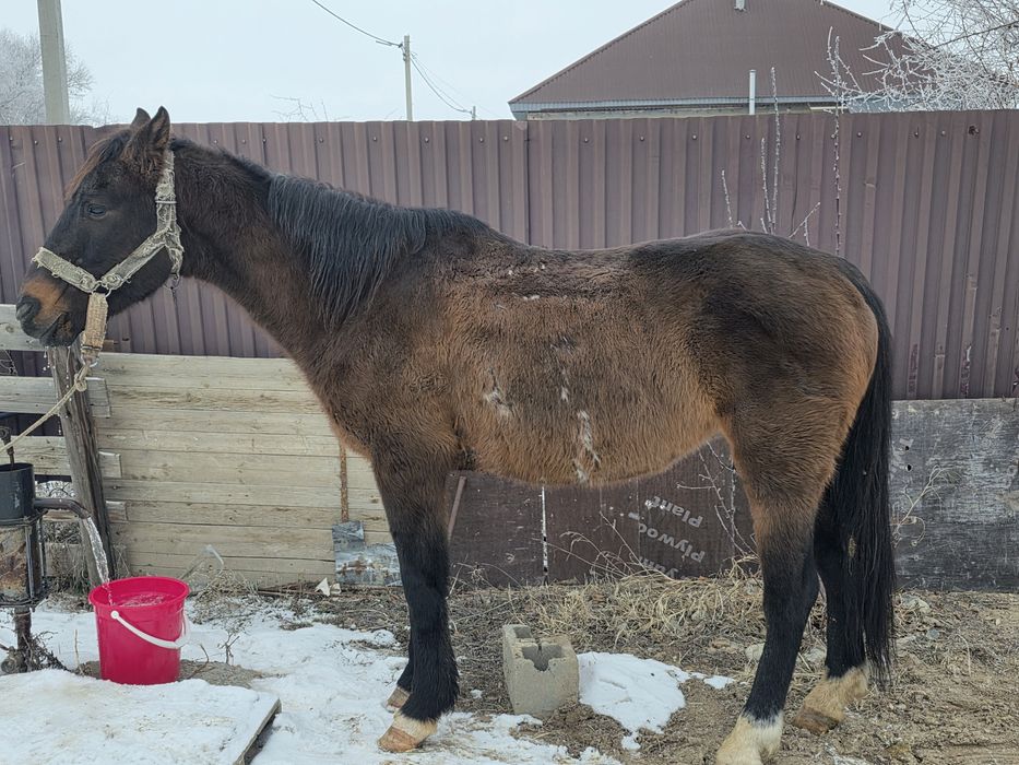 Продам лошадь   Жастар 2