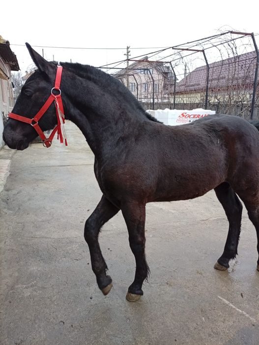 Mânz friz de vânzare