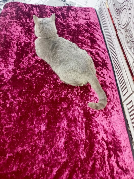 Mushuk rangi seriy urgatilgan aqilli