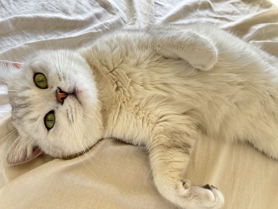 Премиум вязка. Шотландский Фолд шиншила