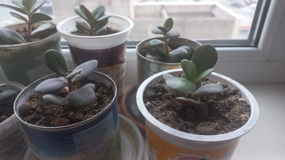 Комнатные цветы денежное дерево