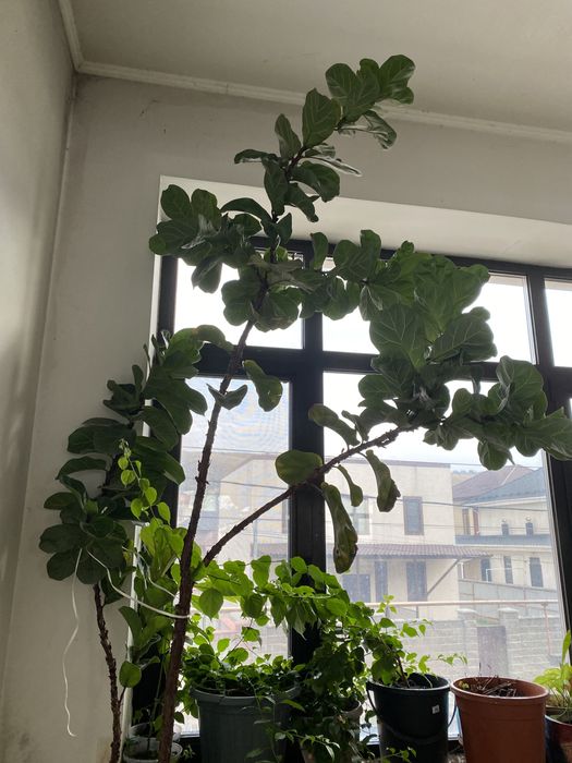 комнатные цветы