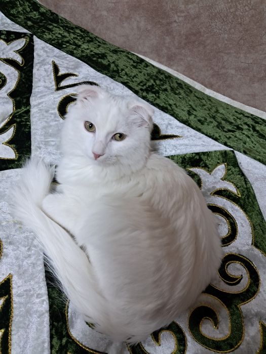 Ишу кота для вязки